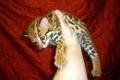 Продажа азиатский леопардовых кошек